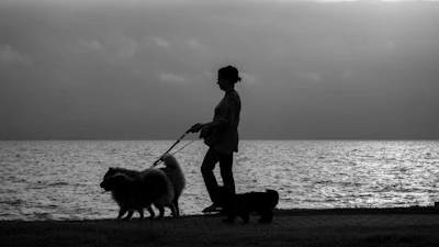a woman walking two dogs on a leash