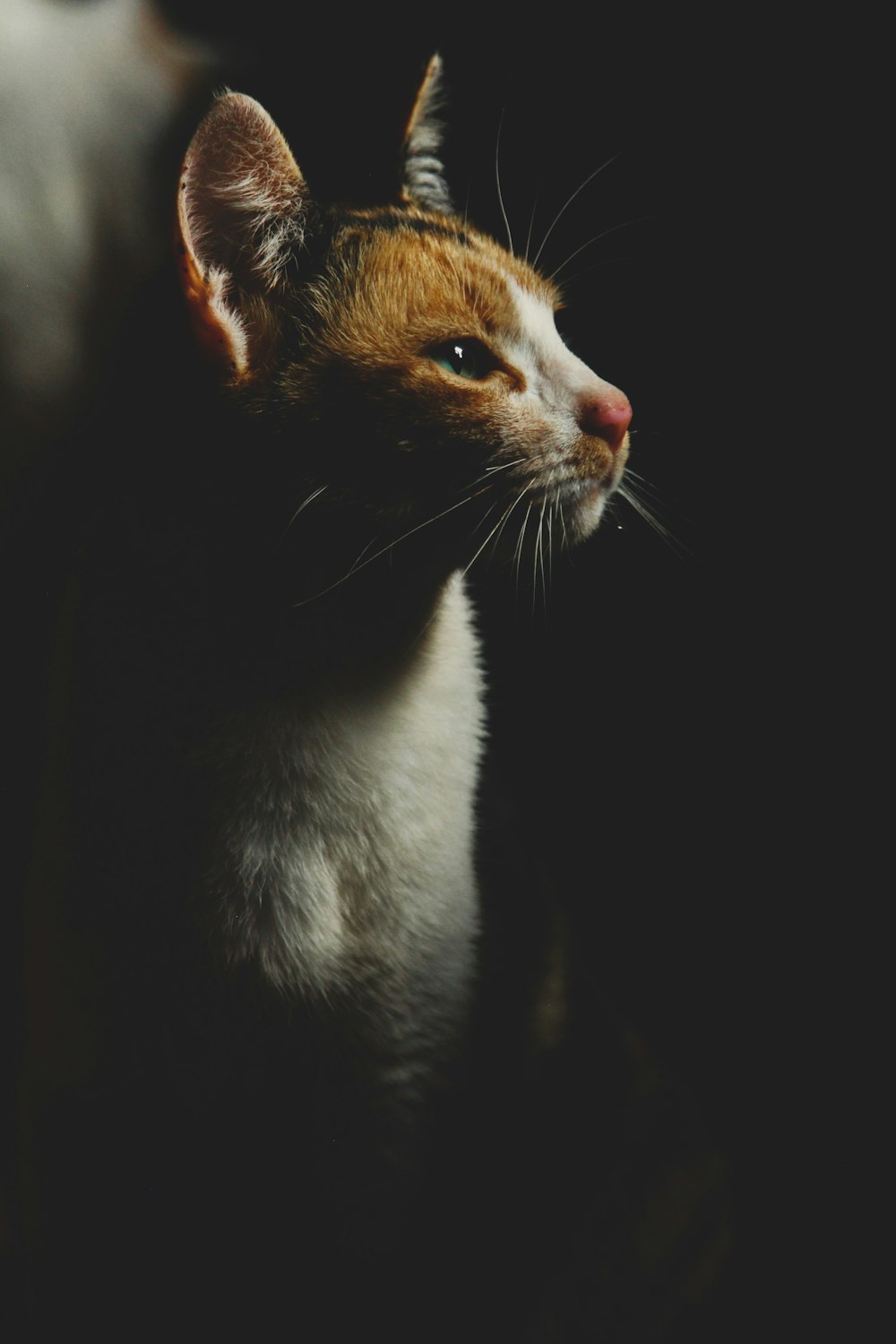 a close up of a cat with a black background