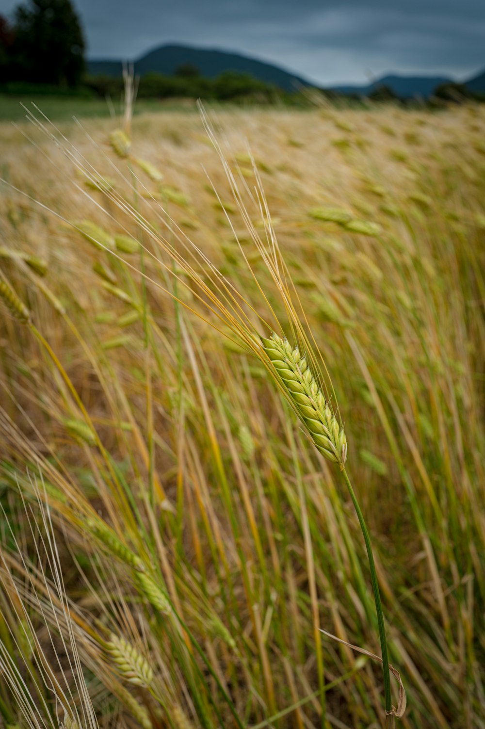 a close up of a field of grass with mountains in the background