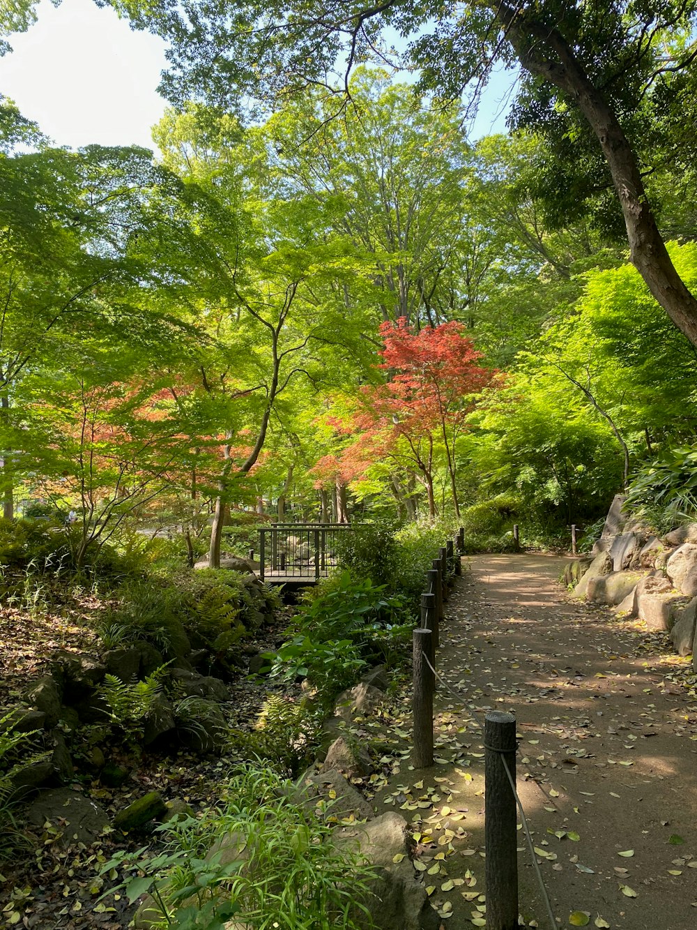 a path in a park with trees and rocks