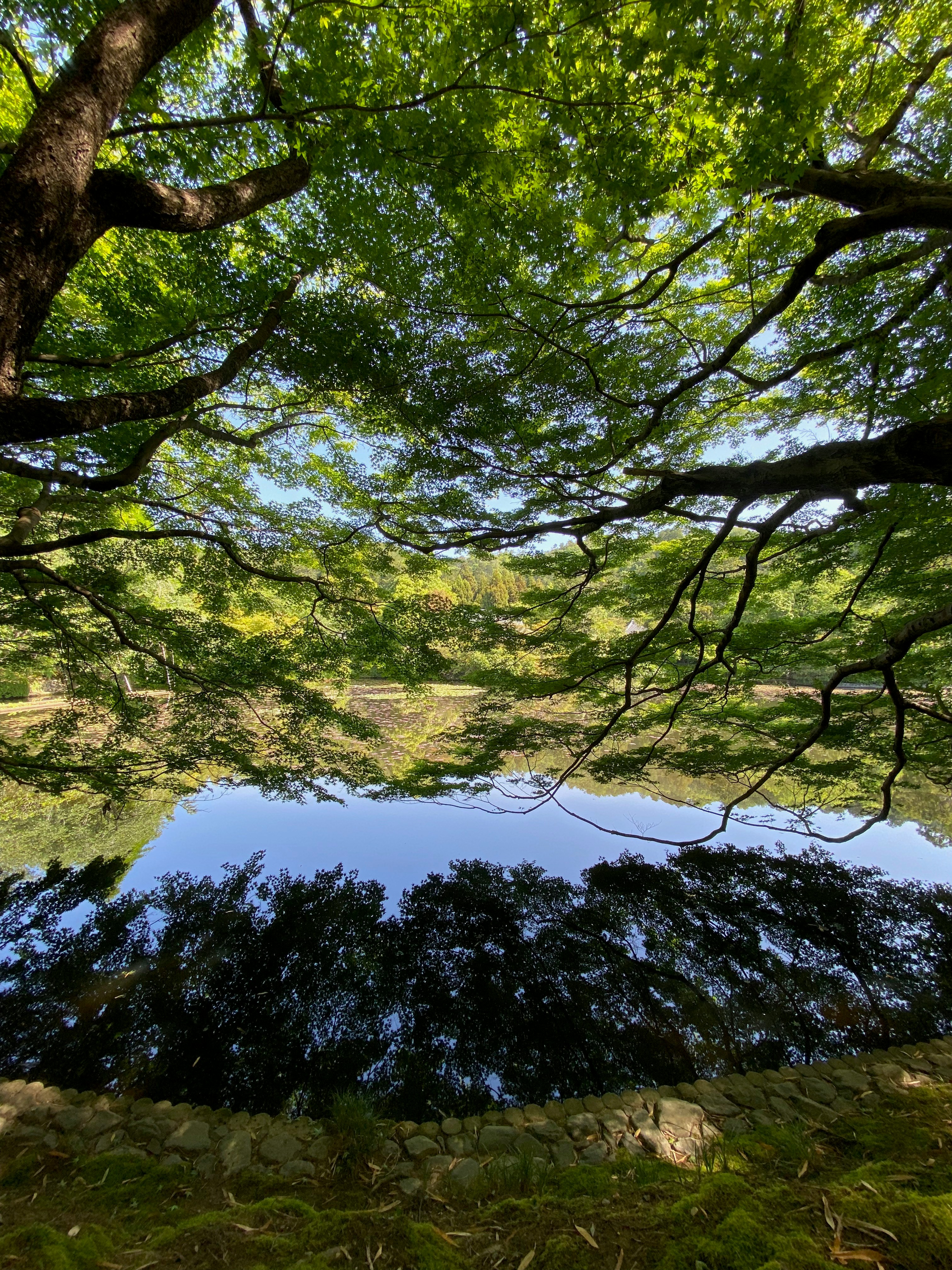 a pond surrounded by trees and grass