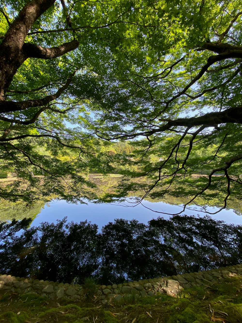 a pond surrounded by trees and grass