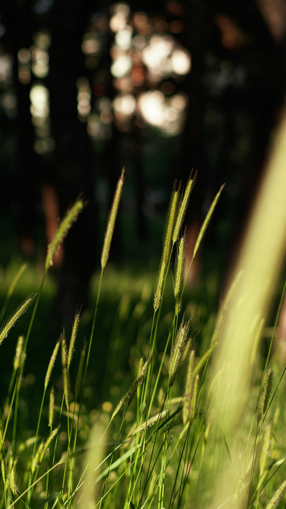 a close up of a grassy field with trees in the background