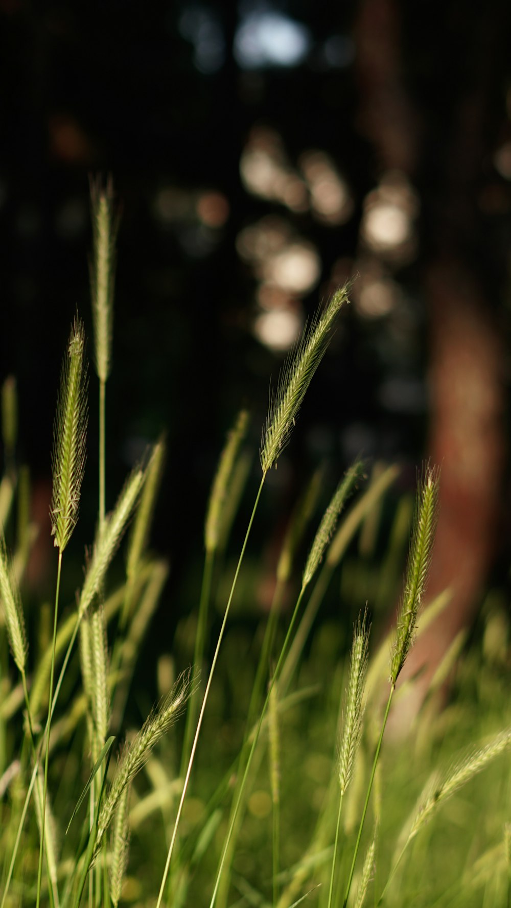 a close up of some grass with trees in the background