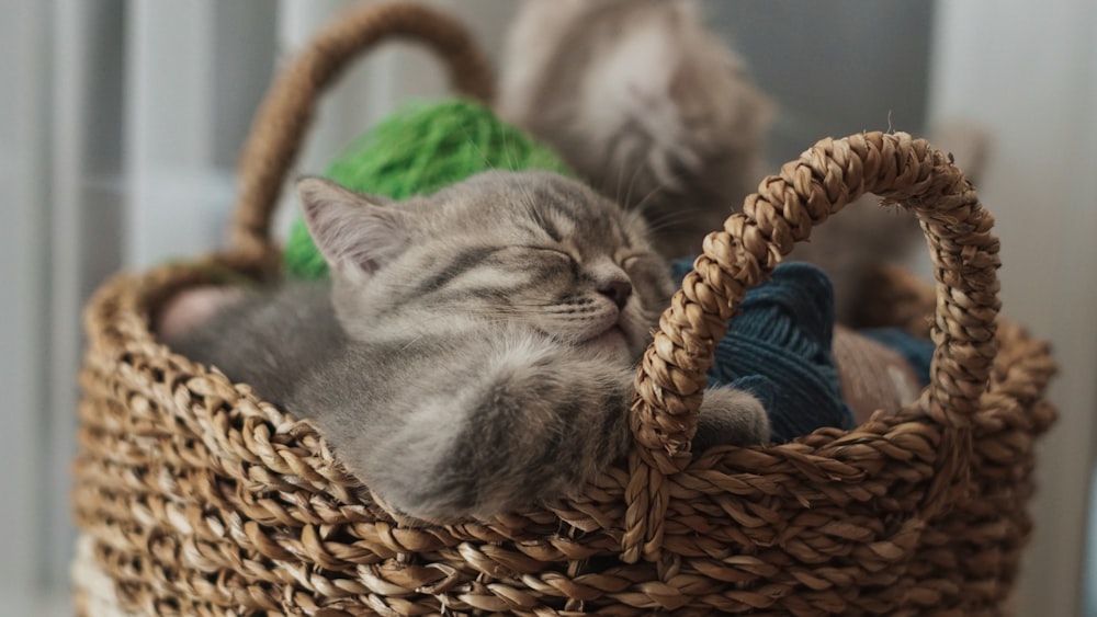 a cat sleeping in a basket with a ball of yarn