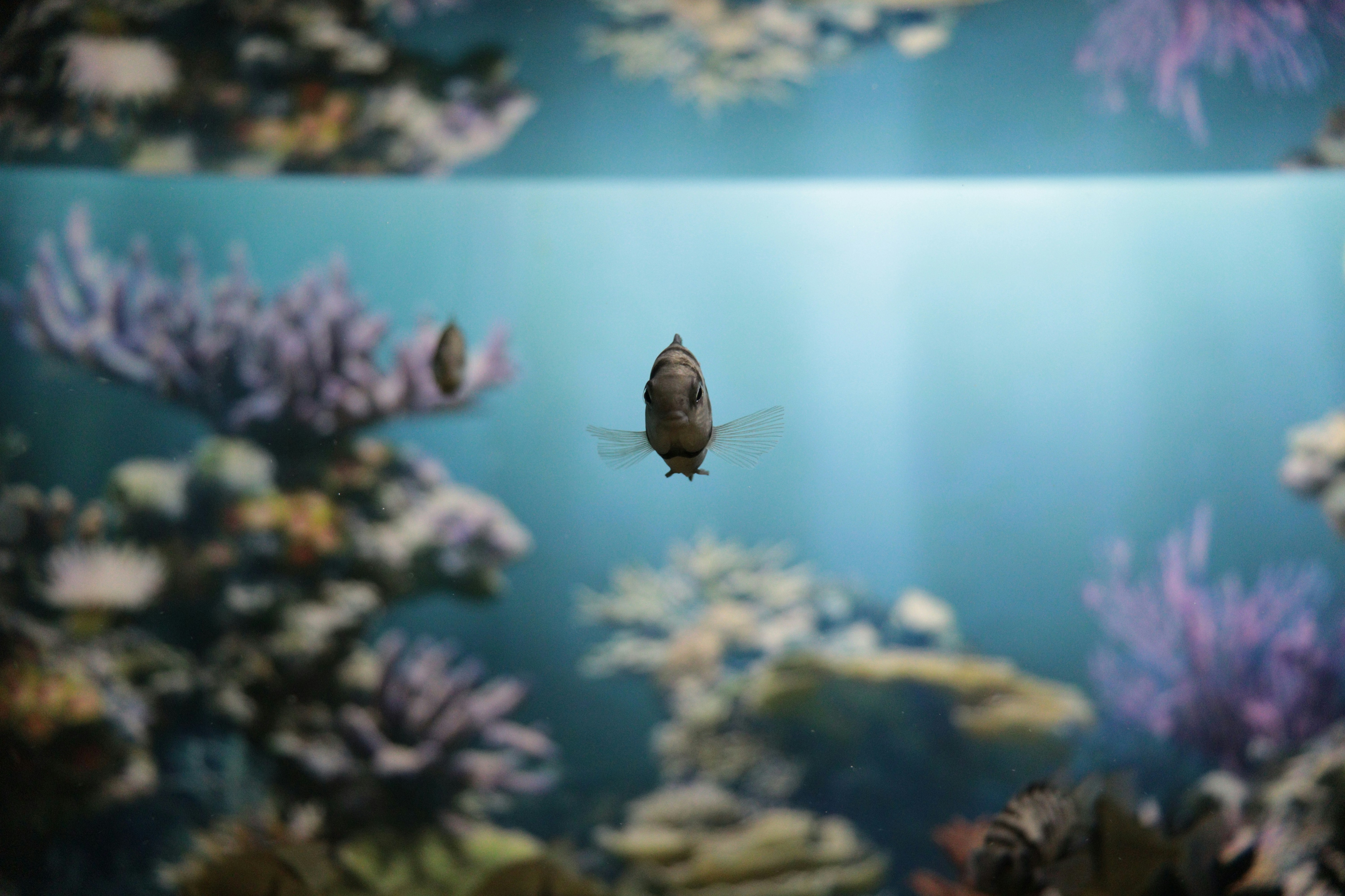 Un poisson nage dans un grand aquarium rempli de coraux