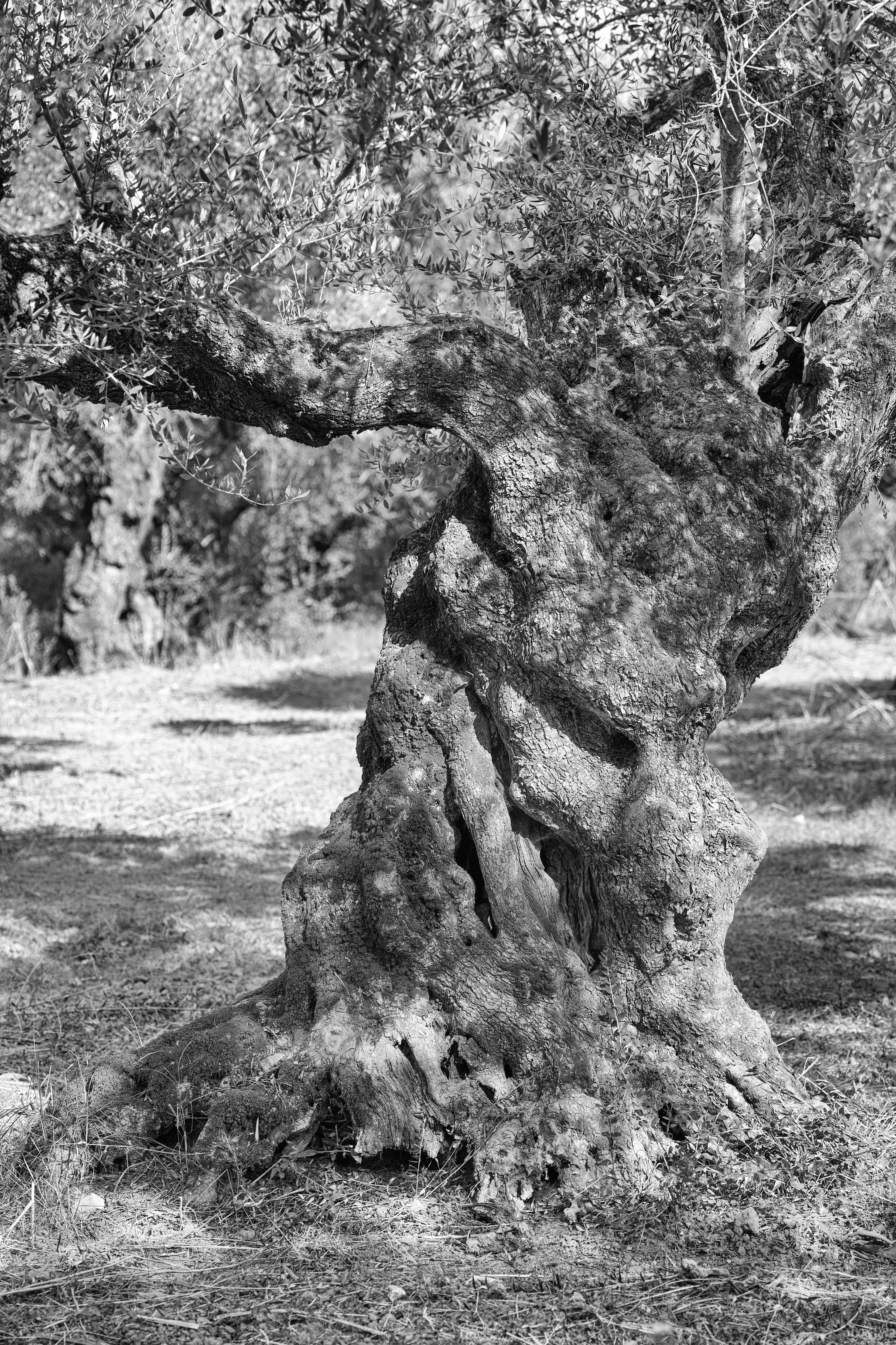a black and white photo of an old olive tree