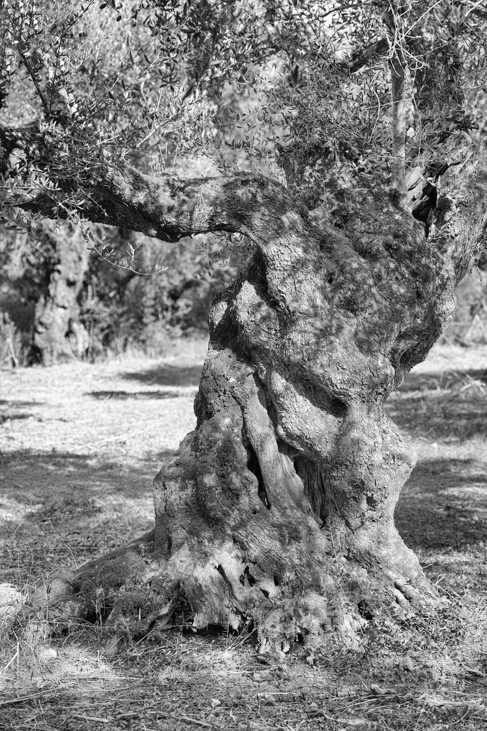 a black and white photo of an old olive tree