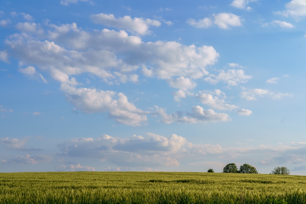 un grand champ d’herbe verte sous un ciel bleu