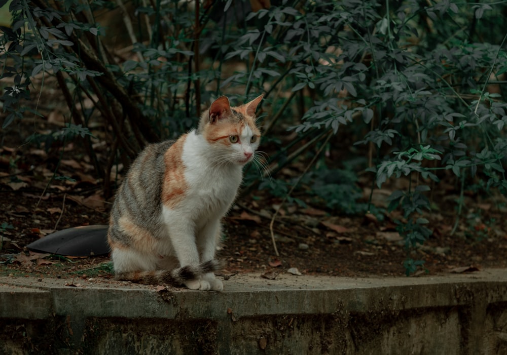 a cat is sitting on a ledge outside