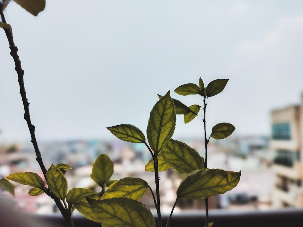 a close up of a plant with a city in the background