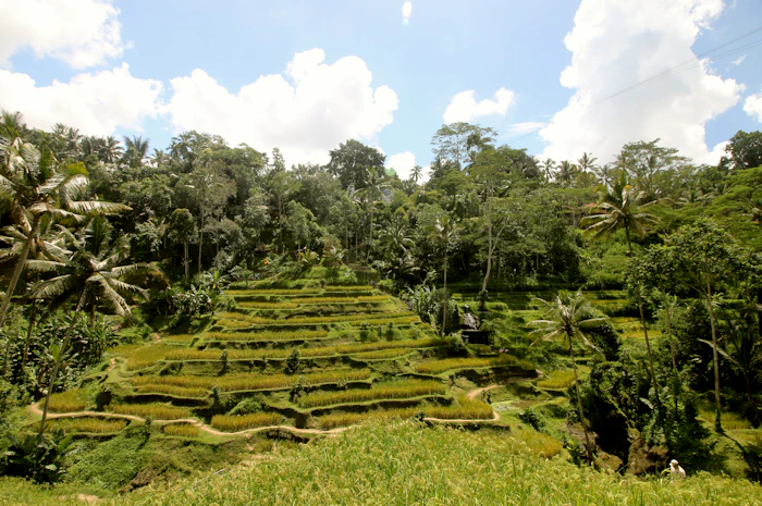Ubud rice terraces, Bali