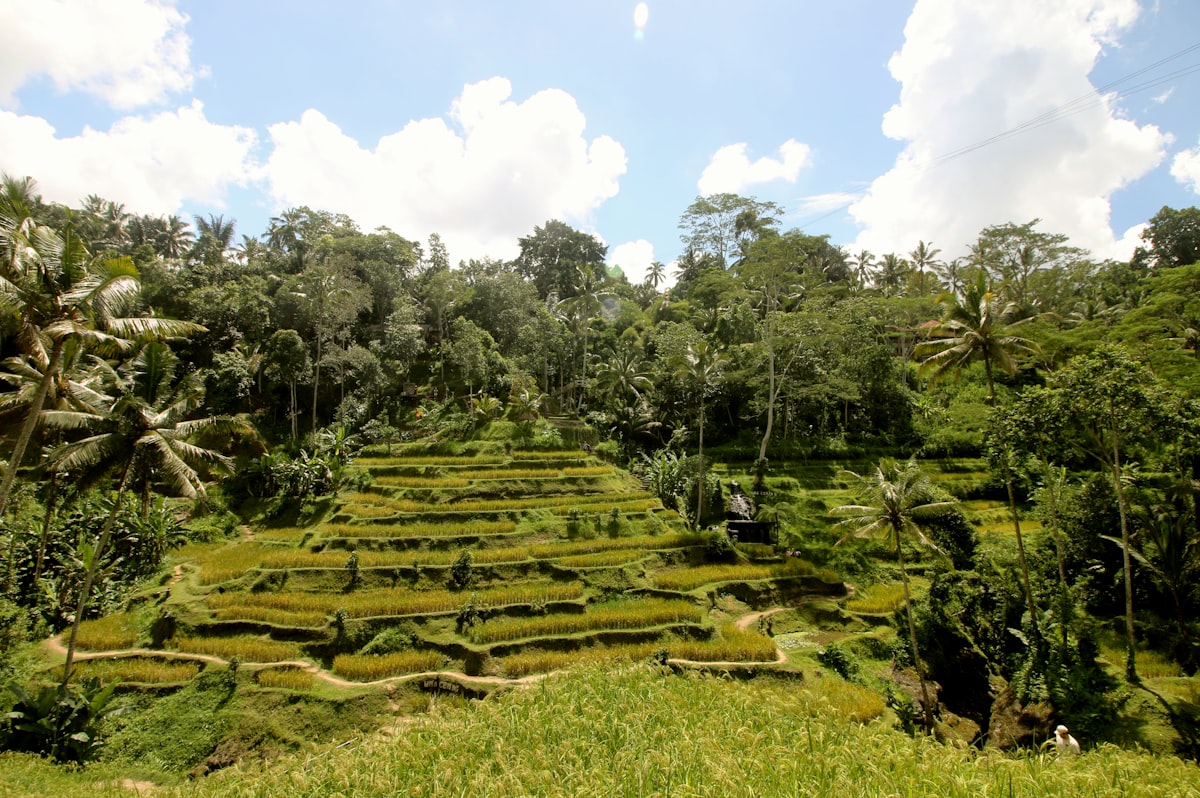 Green terraced rice paddies on a slope near Ubud in Bali, coconut palms and jungle around them and large white clouds above
