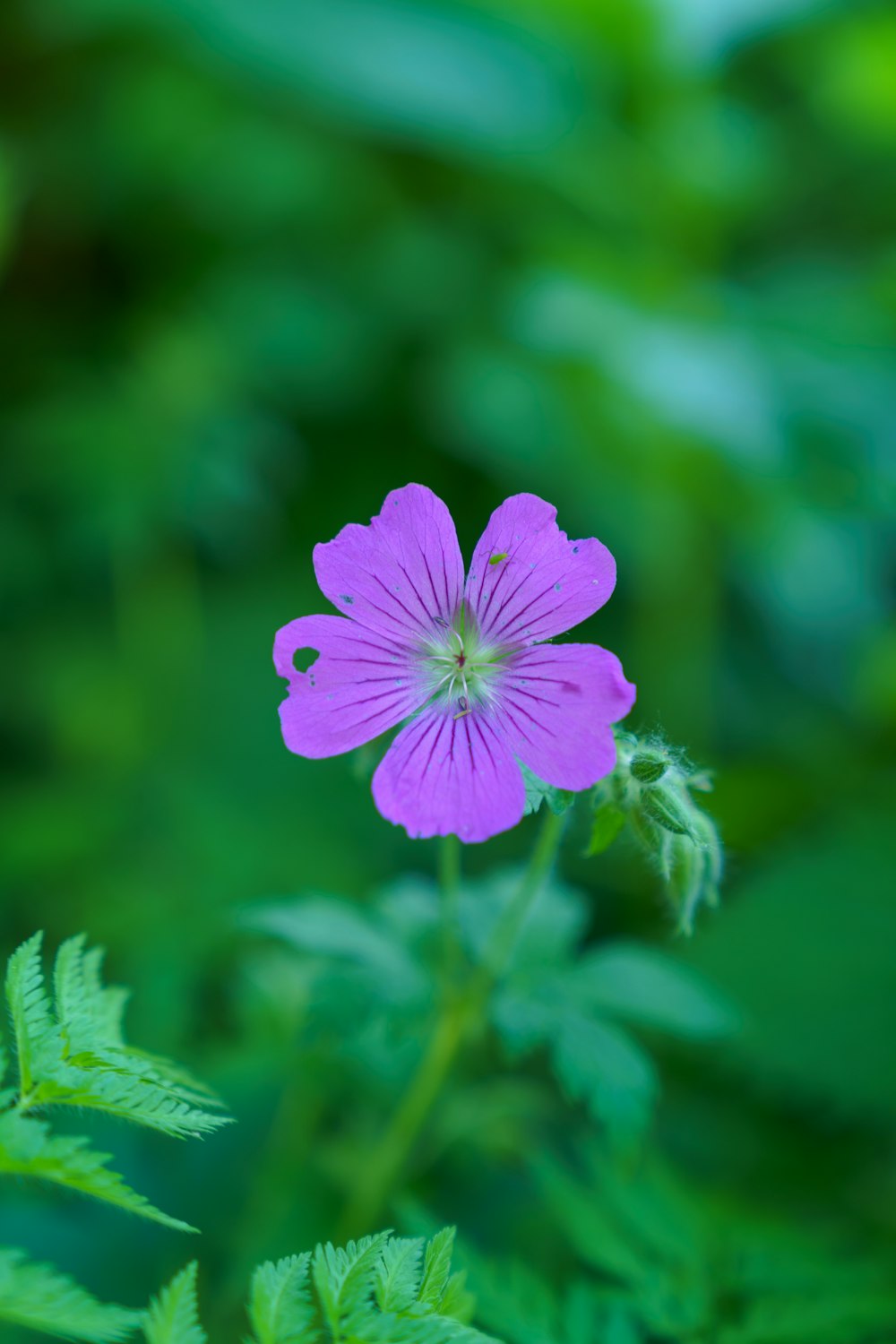 uma flor roxa com folhas verdes no fundo