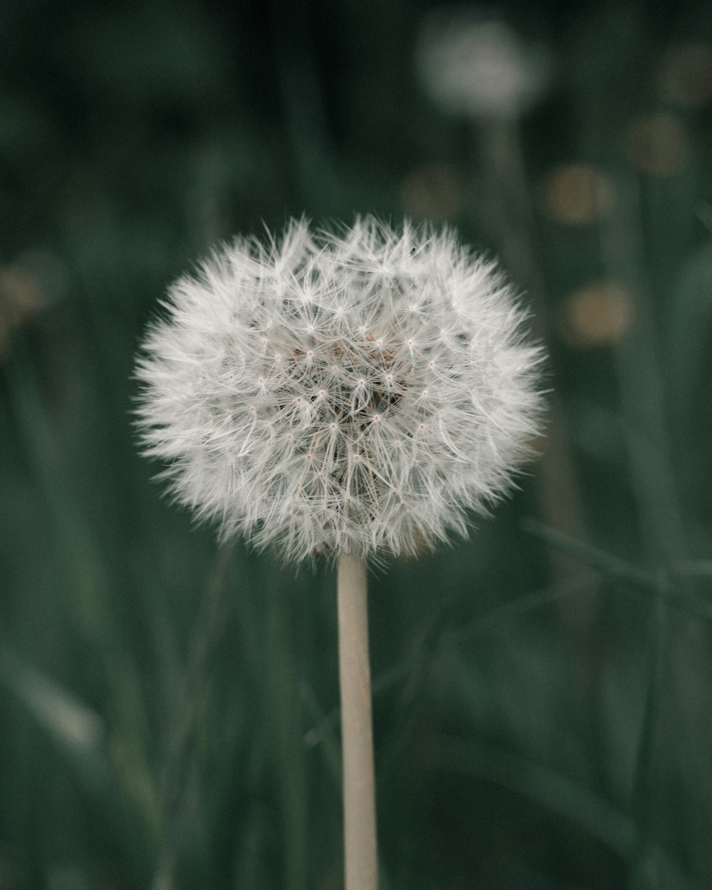 a close up of a dandelion in a field