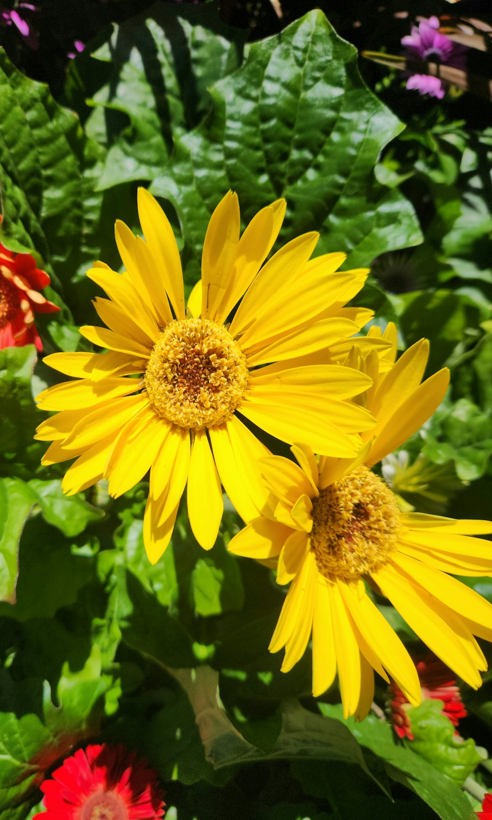 a close up of two yellow flowers in a garden