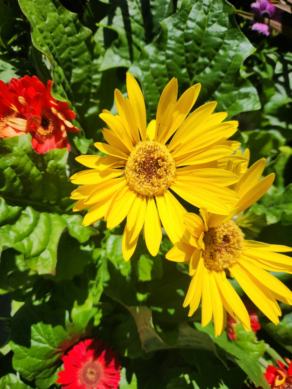 a close up of a yellow flower surrounded by other flowers