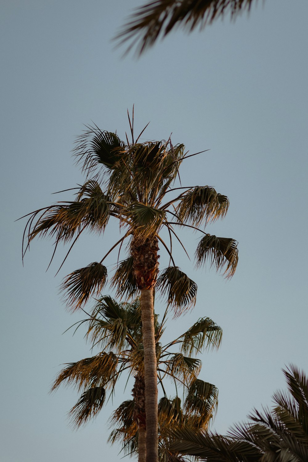 a tall palm tree with a sky background