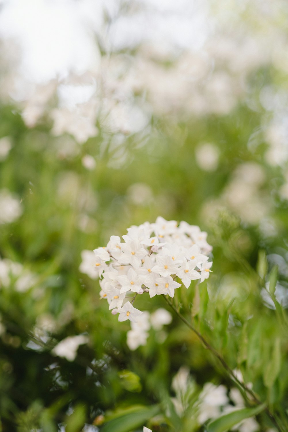 a close up of a white flower in a field