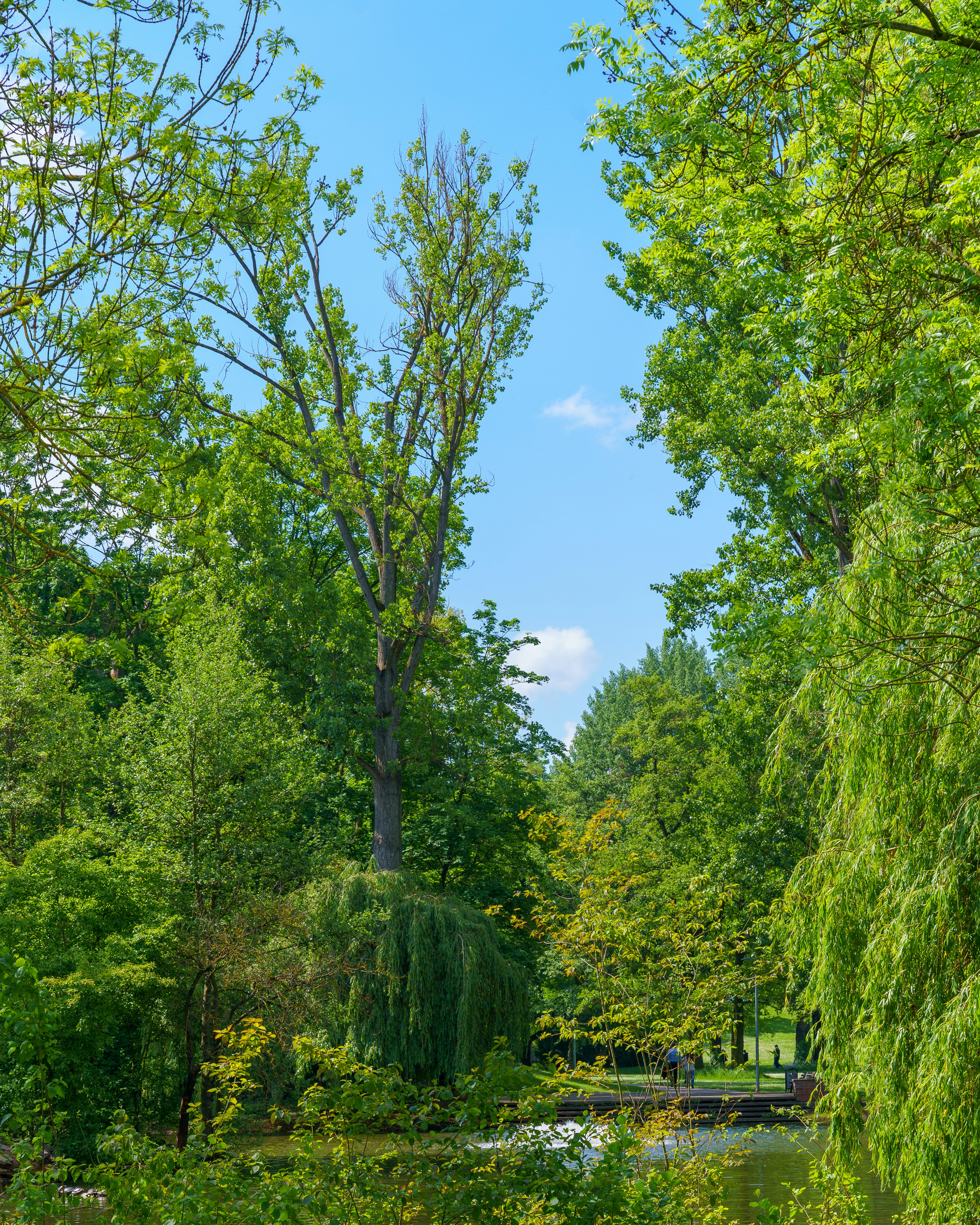 a pond surrounded by trees and a bridge