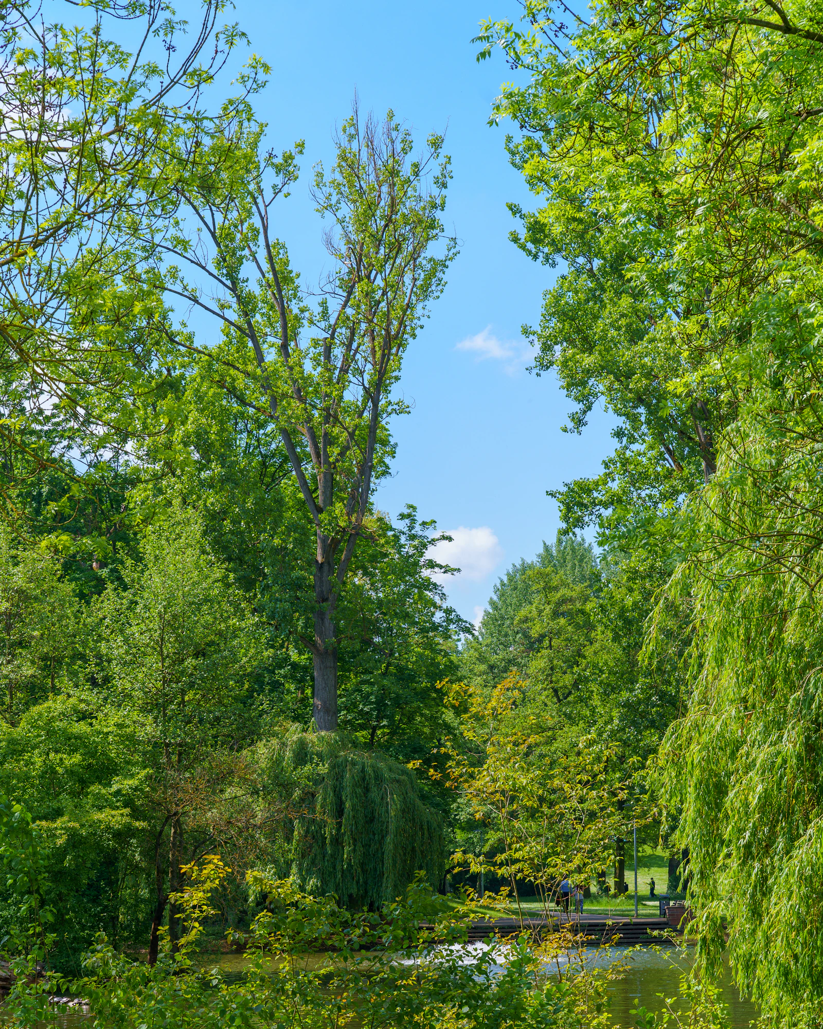 Plan d'eau dans un parc avec arbres et pont — Parc Mérinide référence