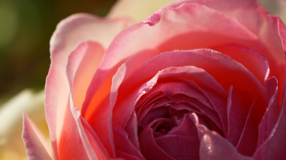 a close up of a pink and white rose