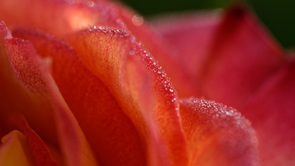 a close up of a pink rose with water droplets