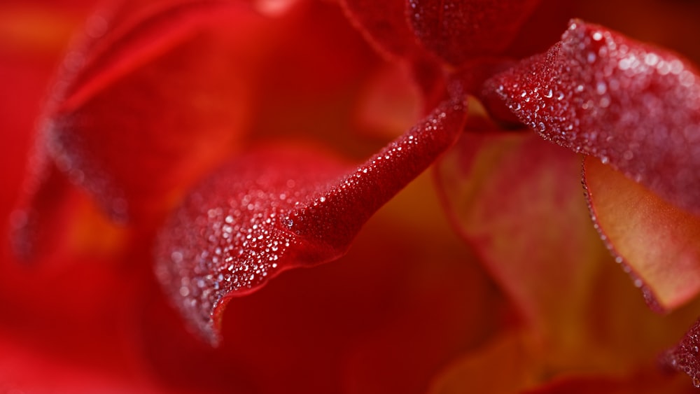 a close up of a red flower with drops of water on it