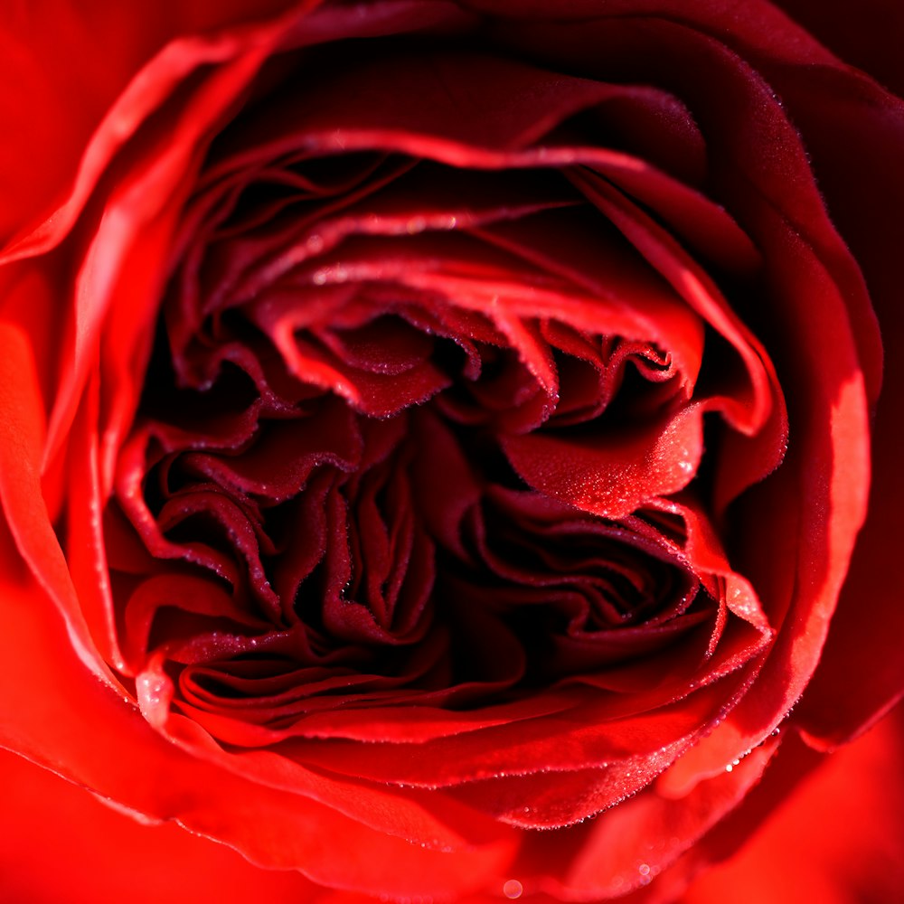 a close up view of a red rose
