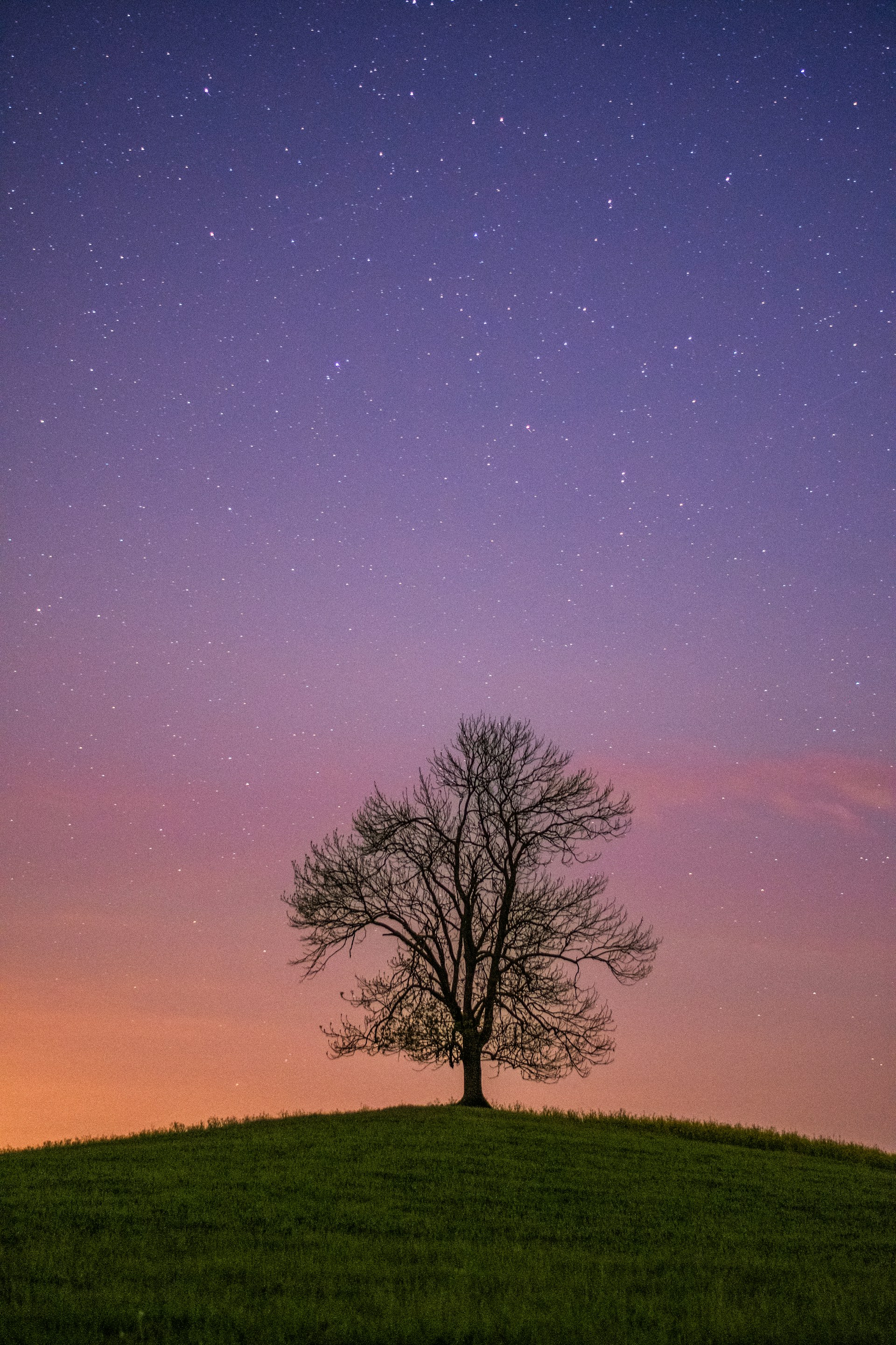 a lone tree sitting on top of a lush green field