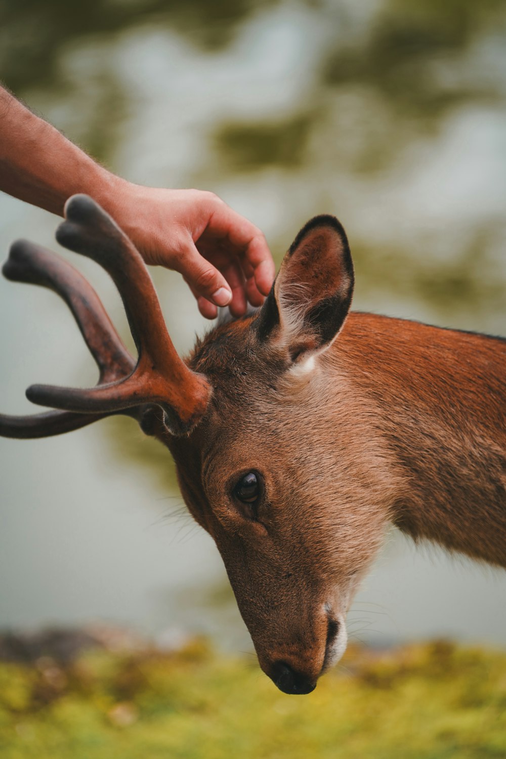 a close up of a person petting a deer