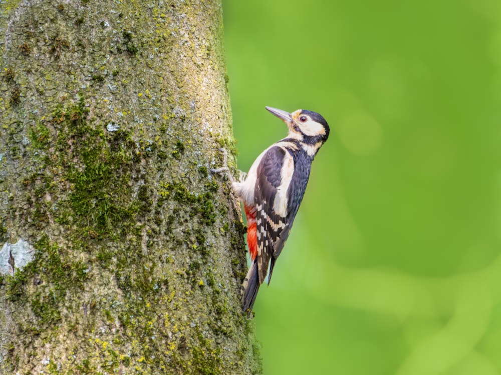 a small bird perched on the side of a tree