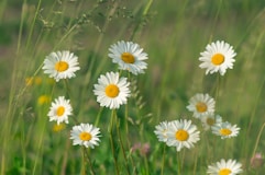 a bunch of daisies that are in the grass