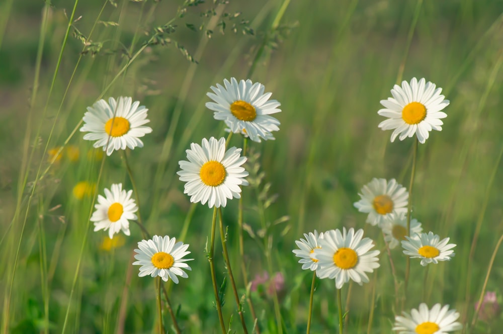 a bunch of daisies that are in the grass