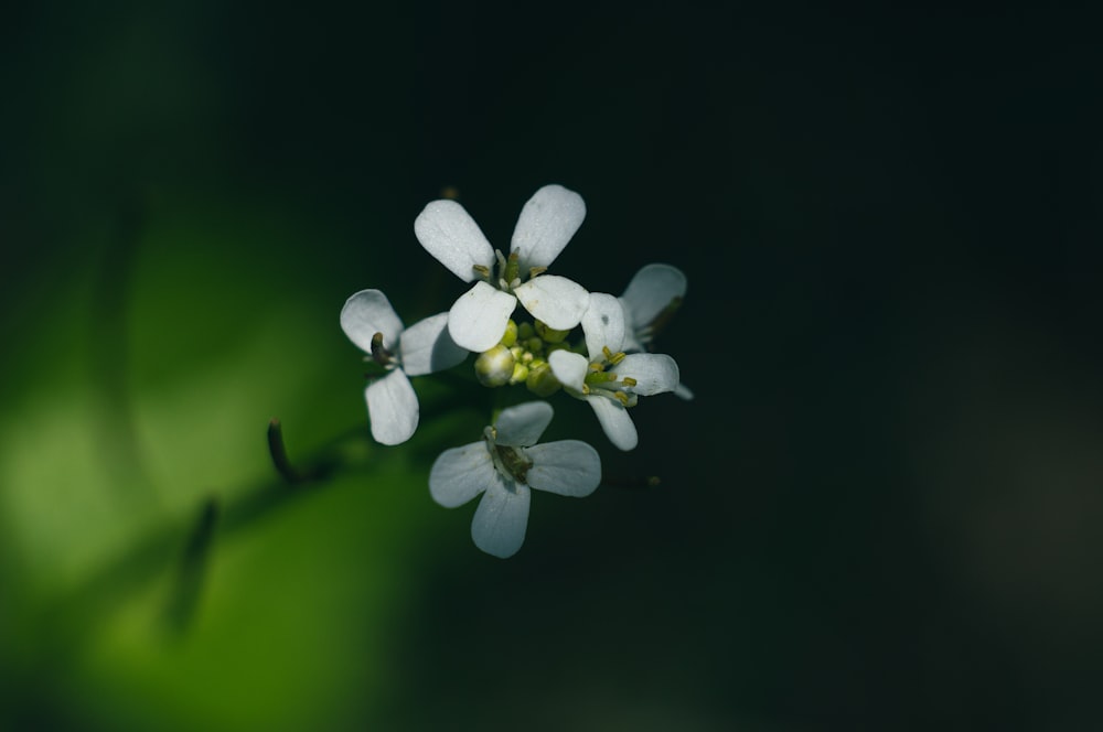 a close up of a small white flower