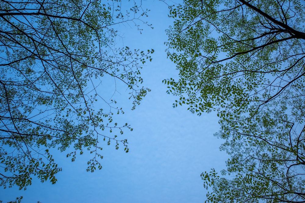 looking up at the tops of trees against a blue sky