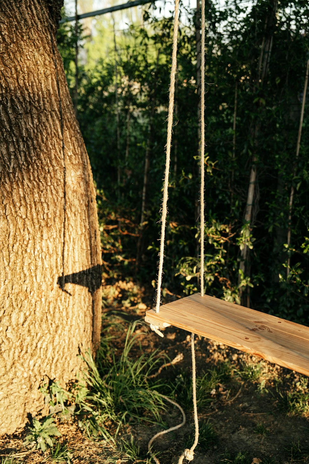 a wooden swing hanging from a tree in a forest