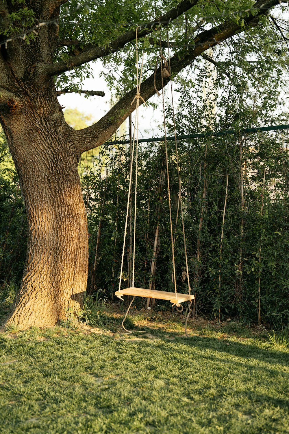 a swing hanging from a tree in a park