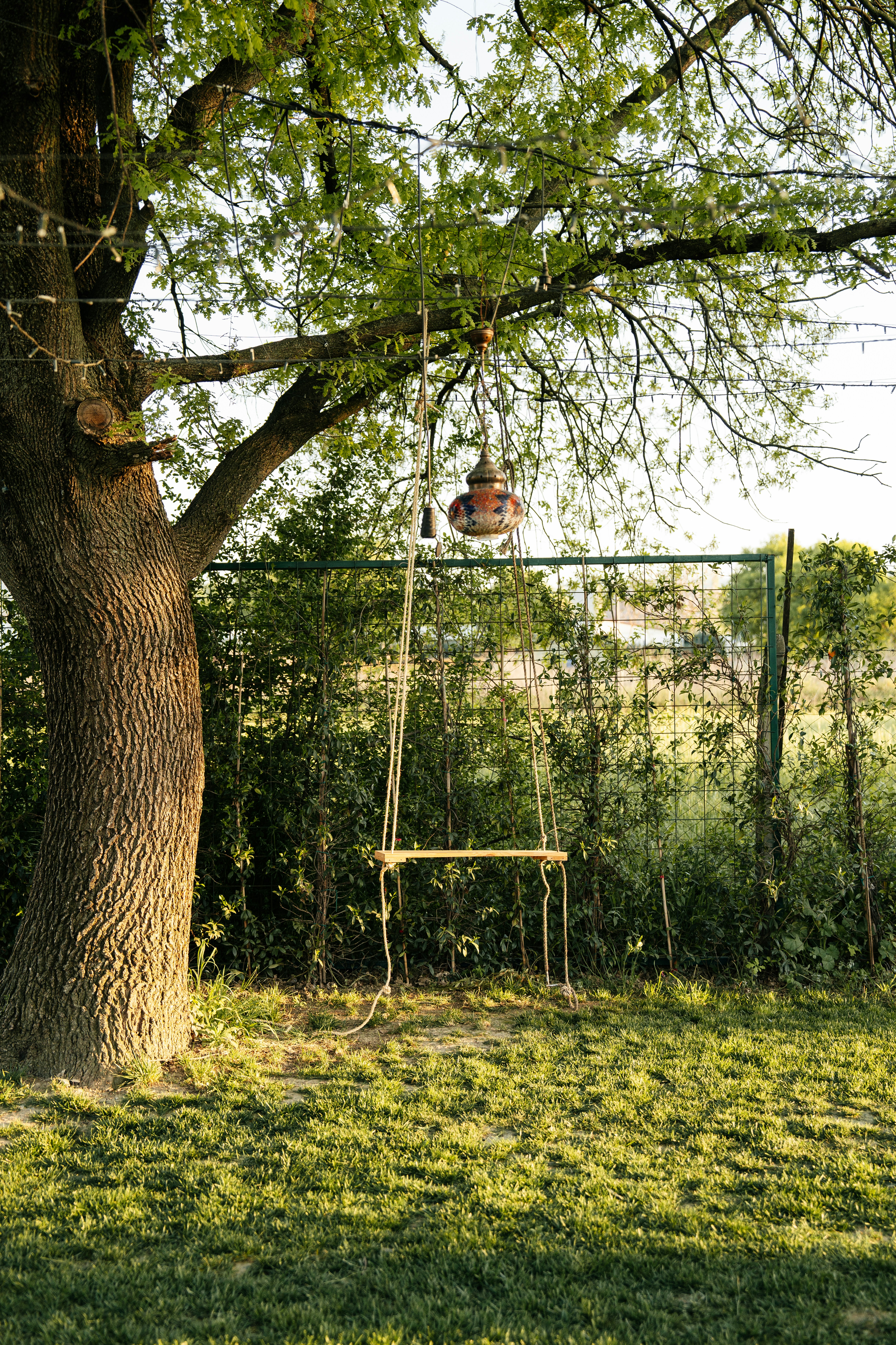 a tree with a swing hanging from its branches