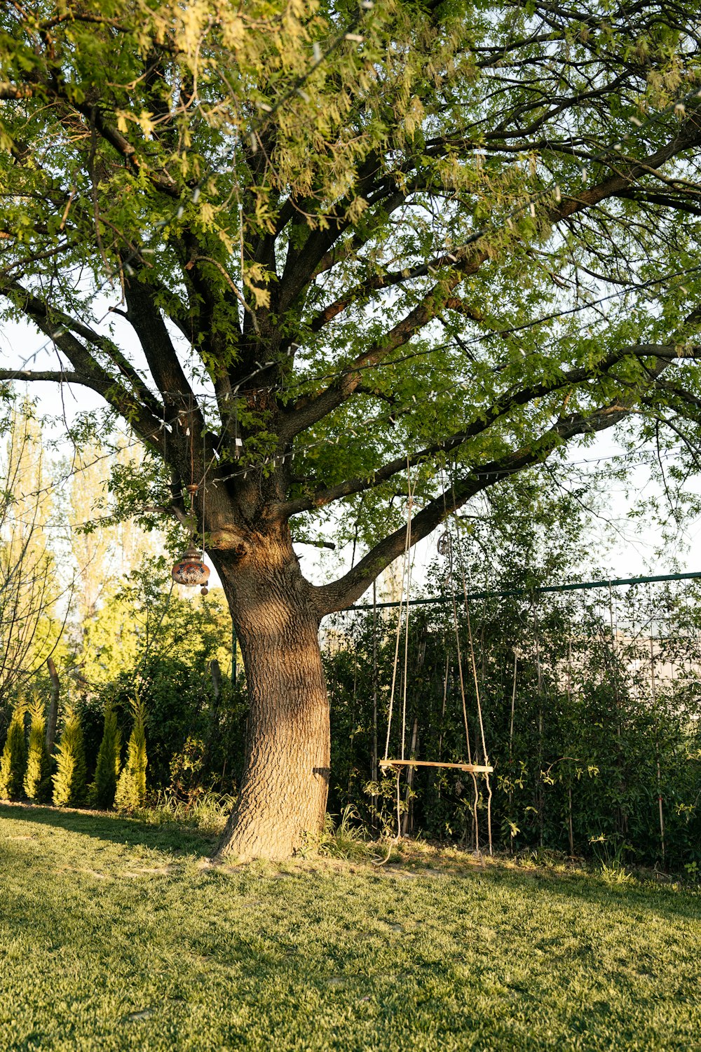 a tree with a swing in the middle of it