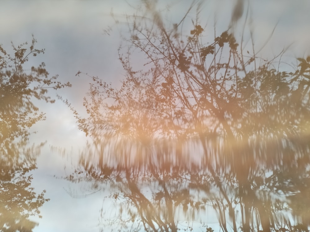 the reflection of trees in the water