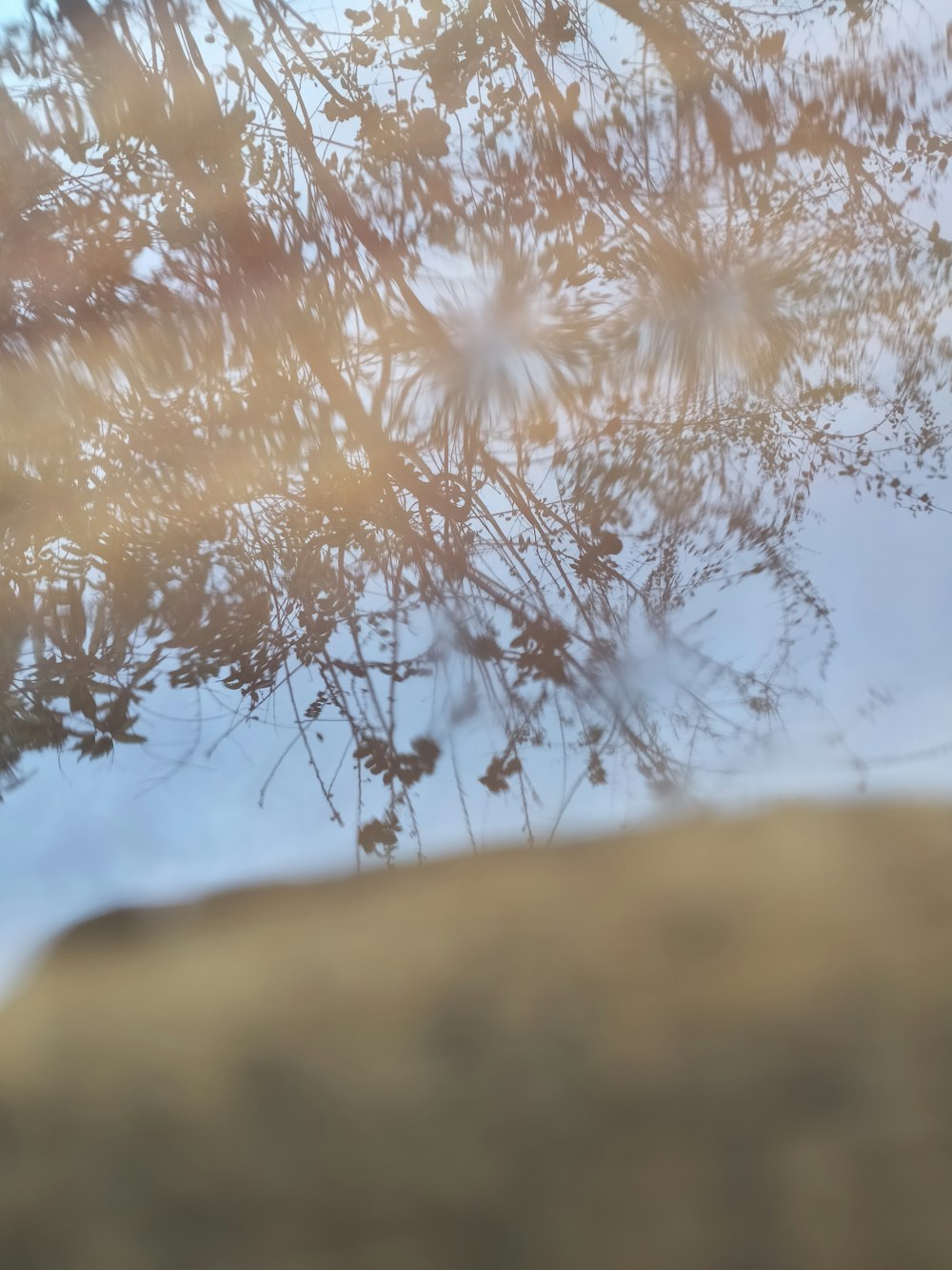 the reflection of a tree in a puddle of water