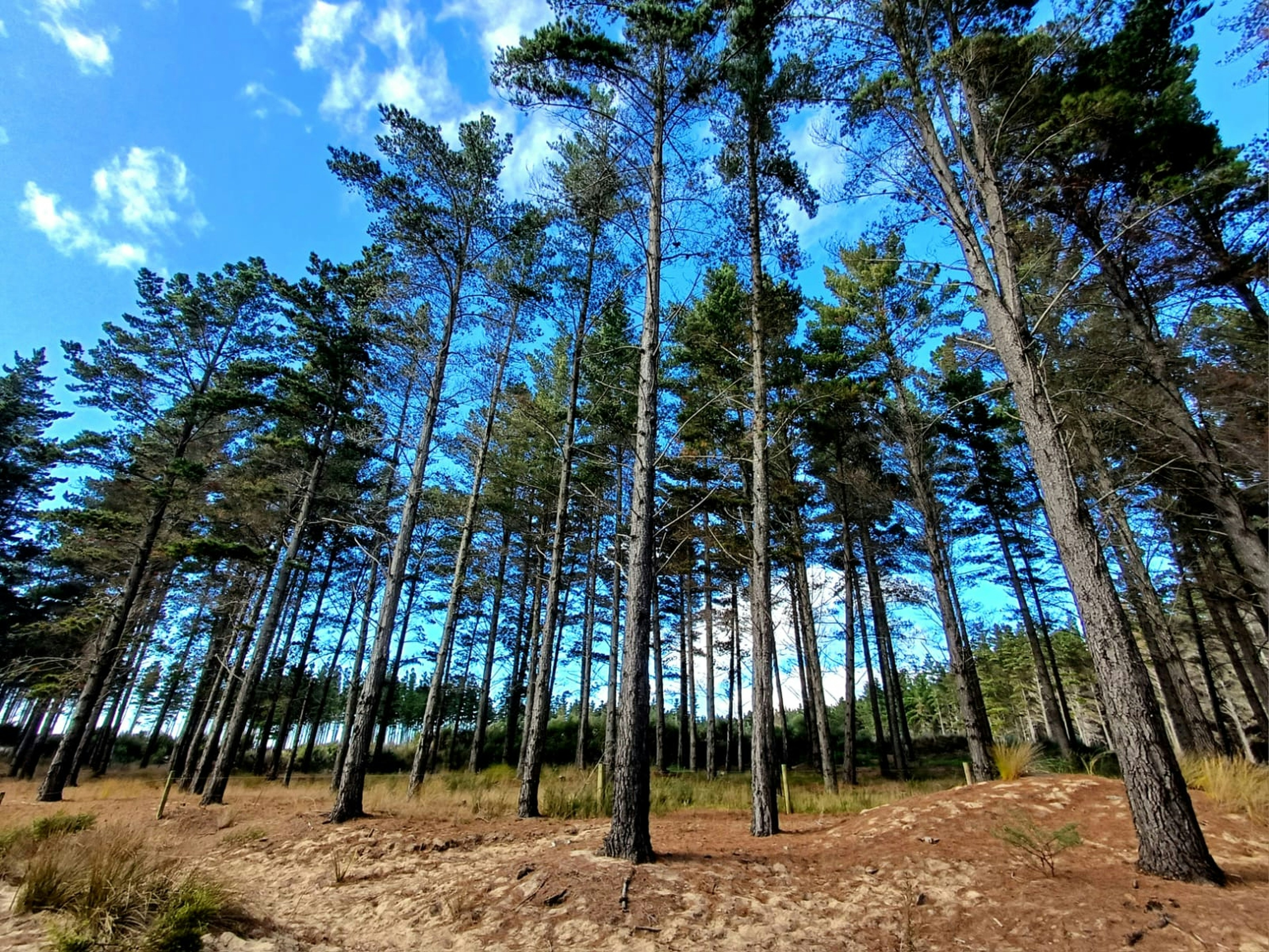 a forest filled with lots of tall pine trees