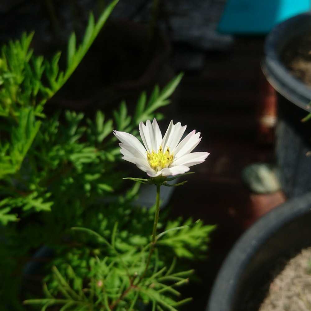 a single white flower in a potted plant