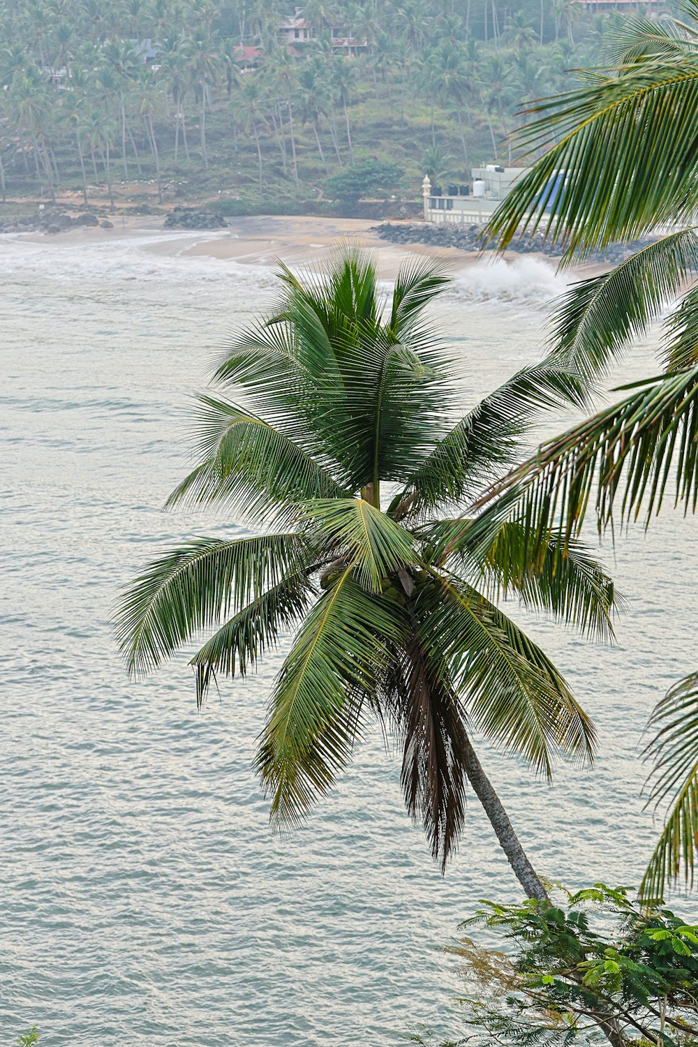 a large body of water with a palm tree in the foreground