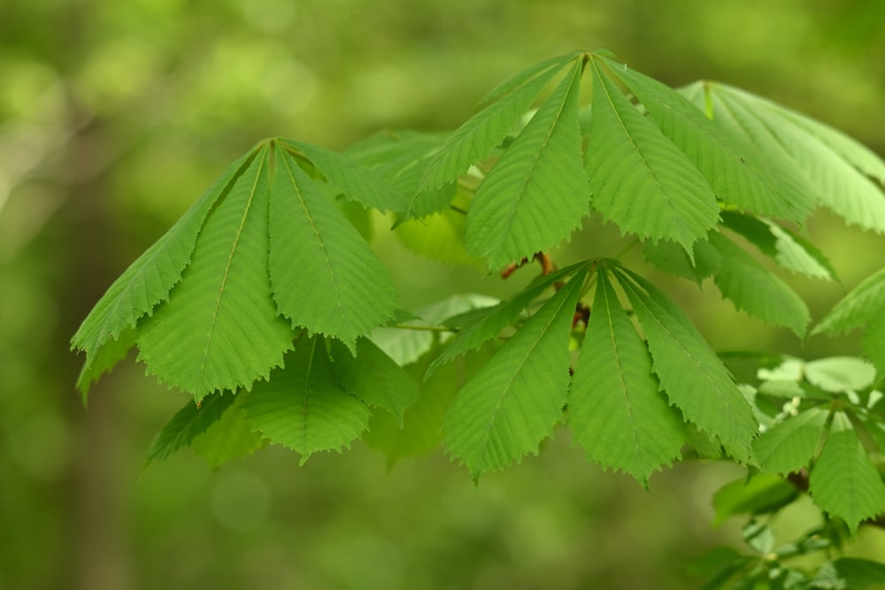 a close up of a green leaf on a tree