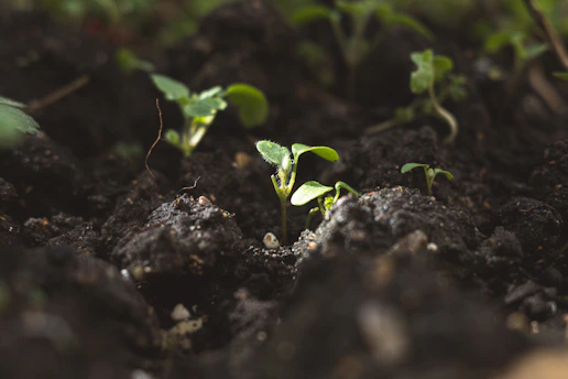 Young green seedlings growing in dark soil