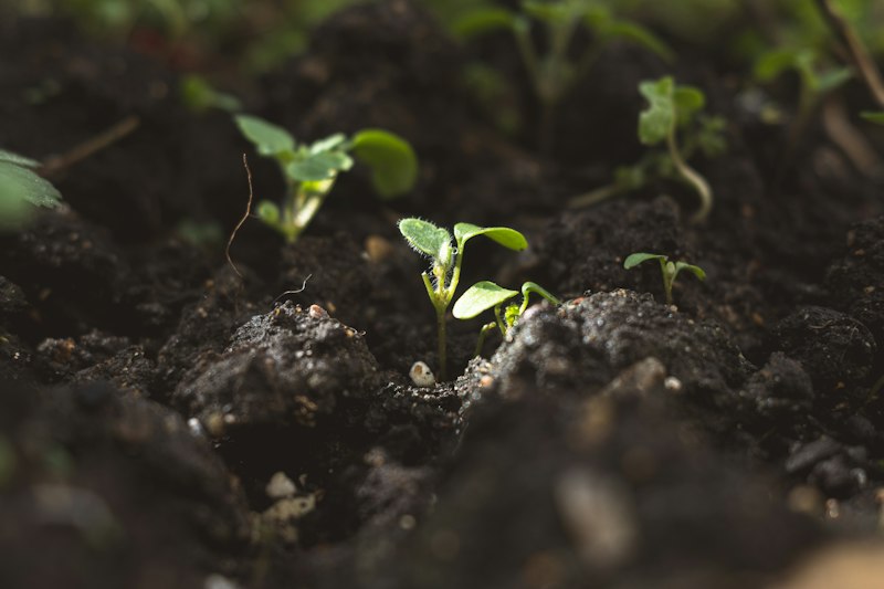Vegetable roots showing healthy growth after nematode management