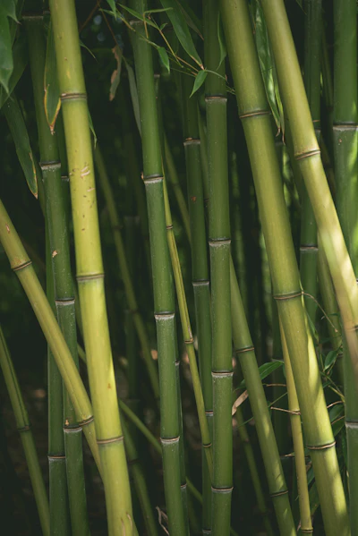 植栽・養生案内