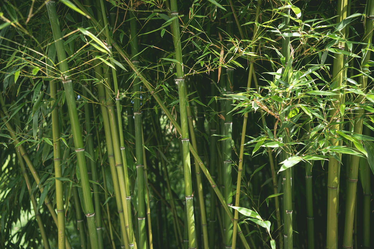 Bamboo Plant India — Baans Privacy Screen Garden Guide